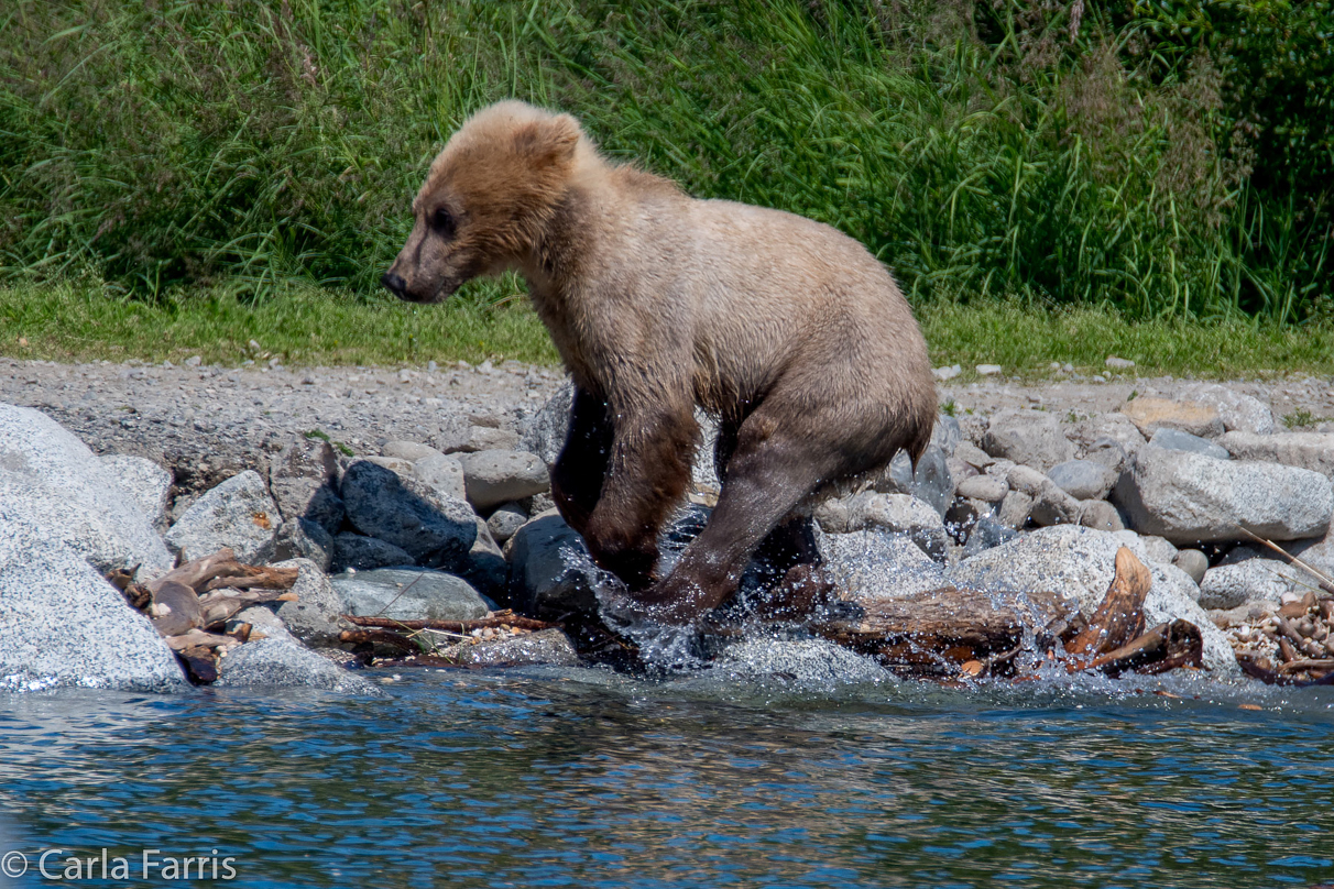 273's cub (aka Velcro)