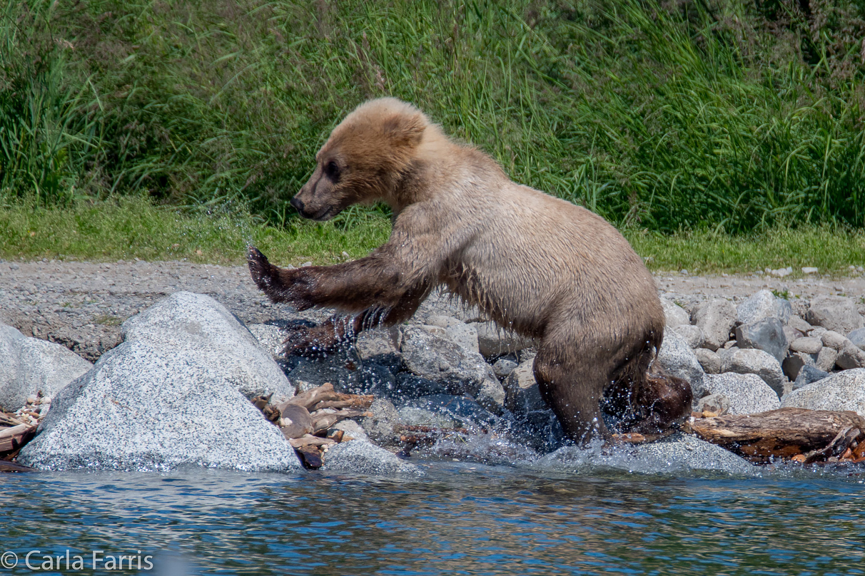 273's cub (aka Velcro)