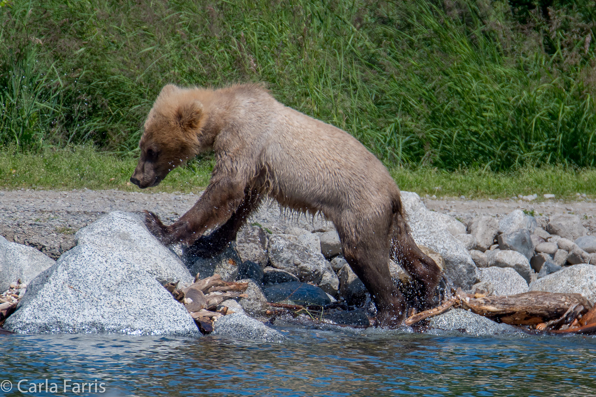 273's cub (aka Velcro)