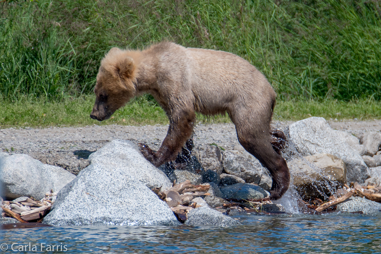 273's cub (aka Velcro)