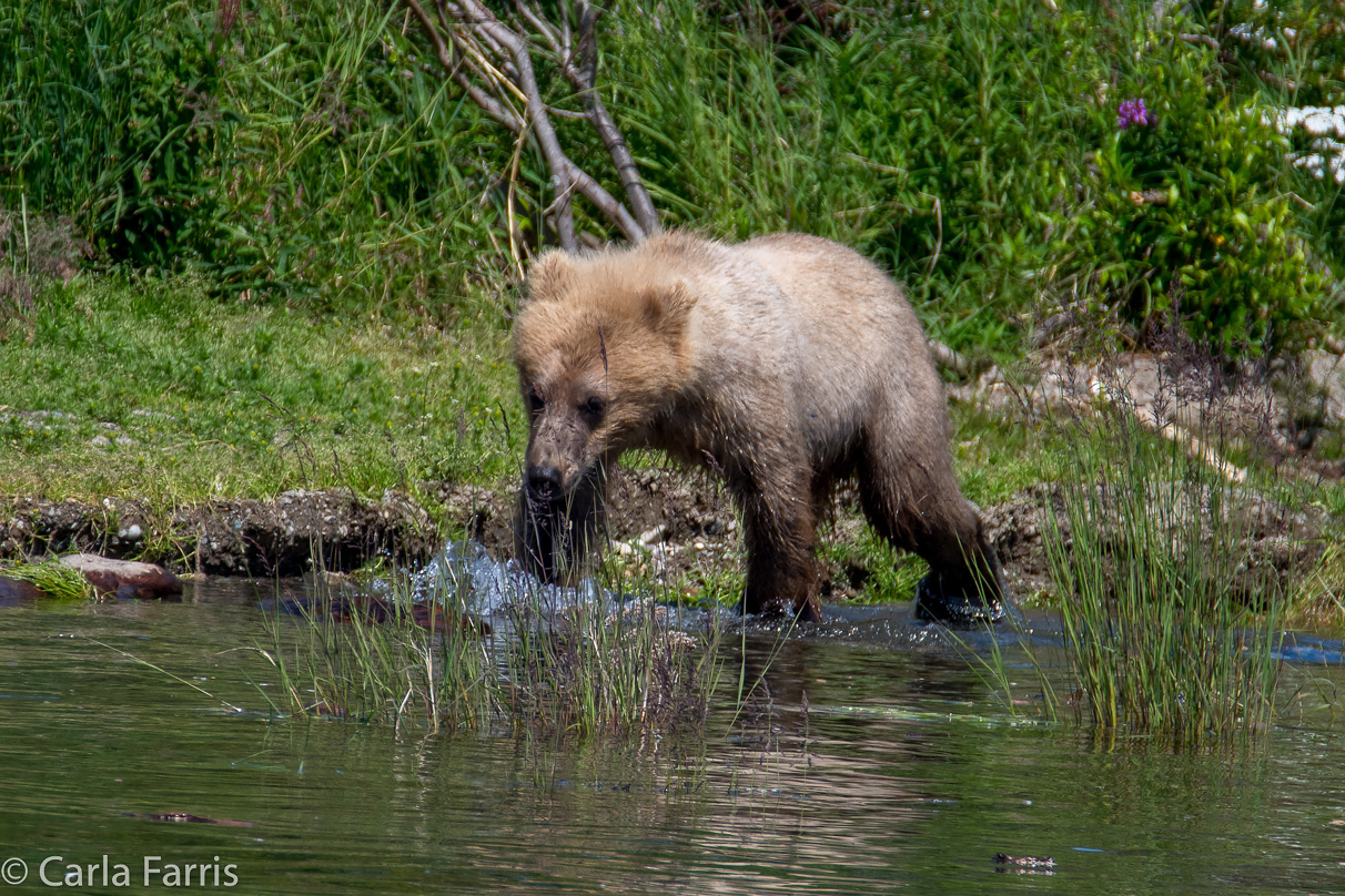 273's cub (aka Velcro)