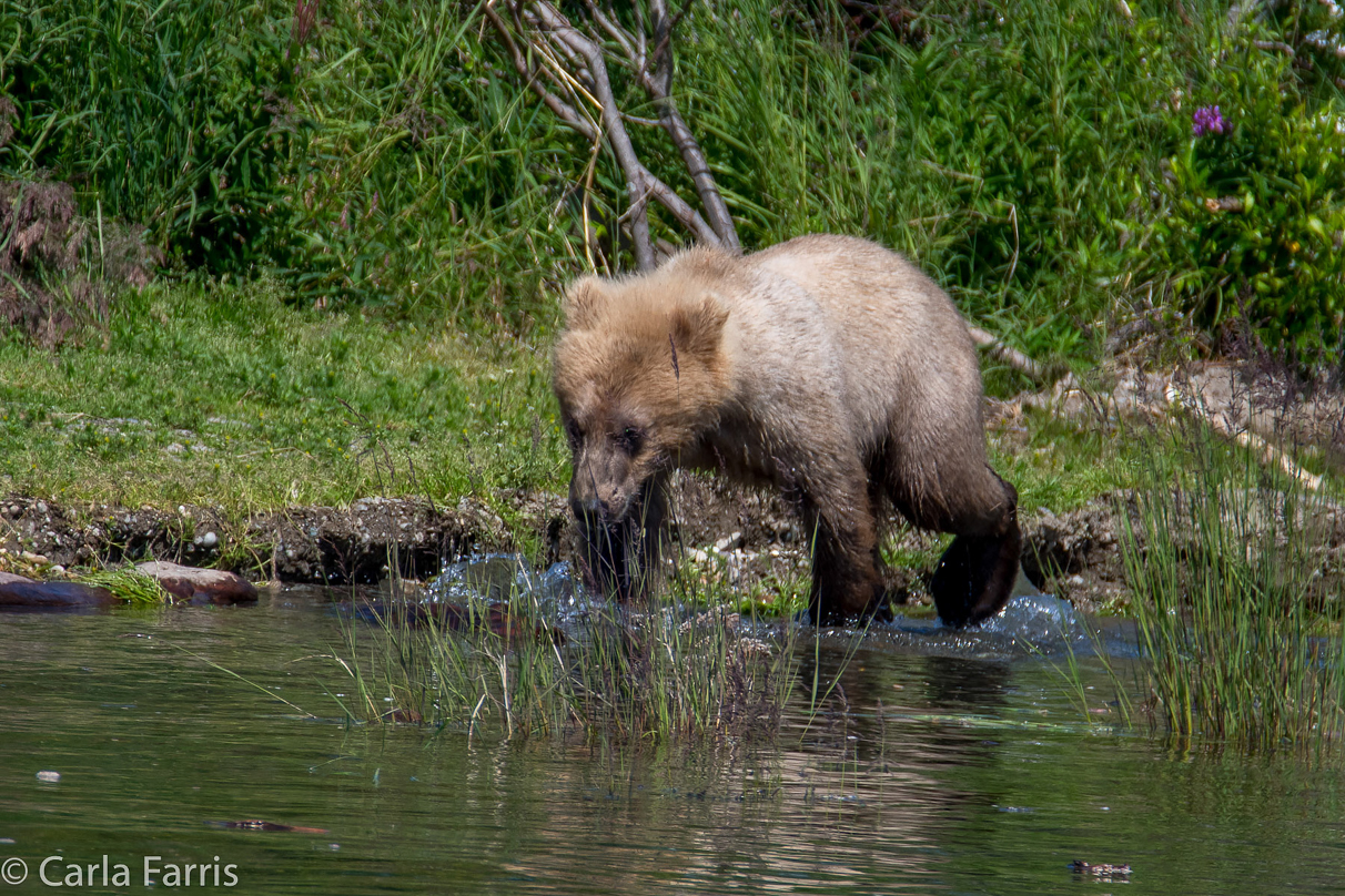 273's cub (aka Velcro)