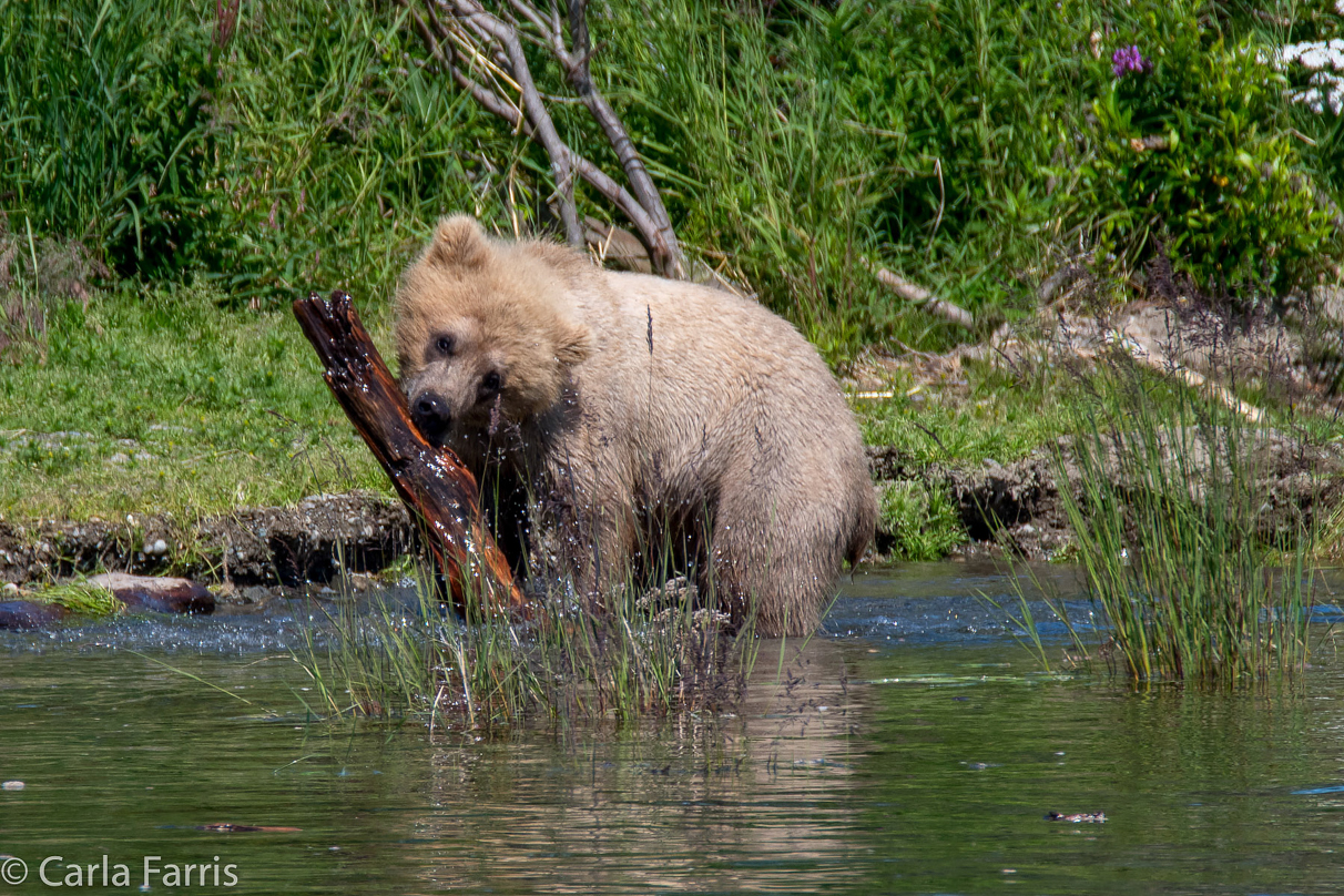 273's cub (aka Velcro)