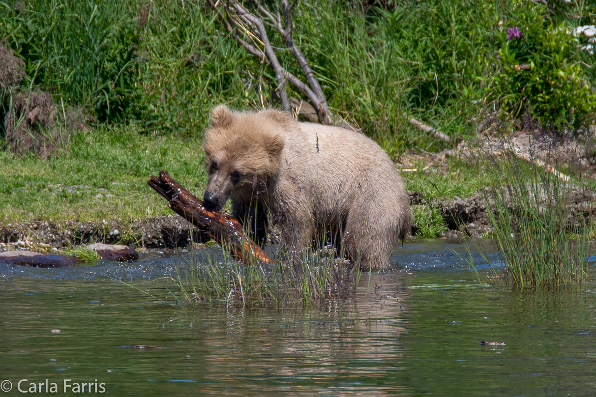 273's cub (aka Velcro)