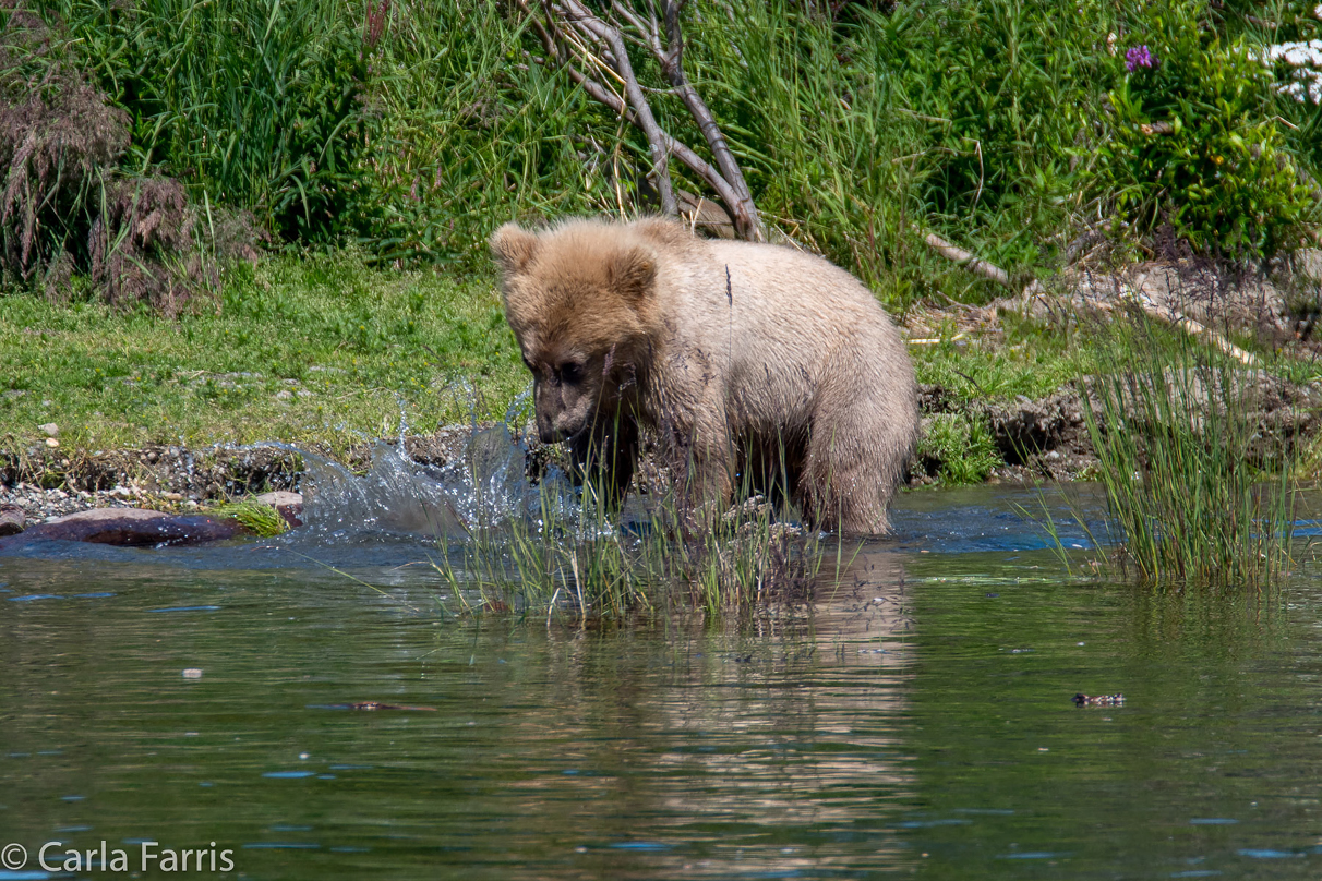 273's cub (aka Velcro)