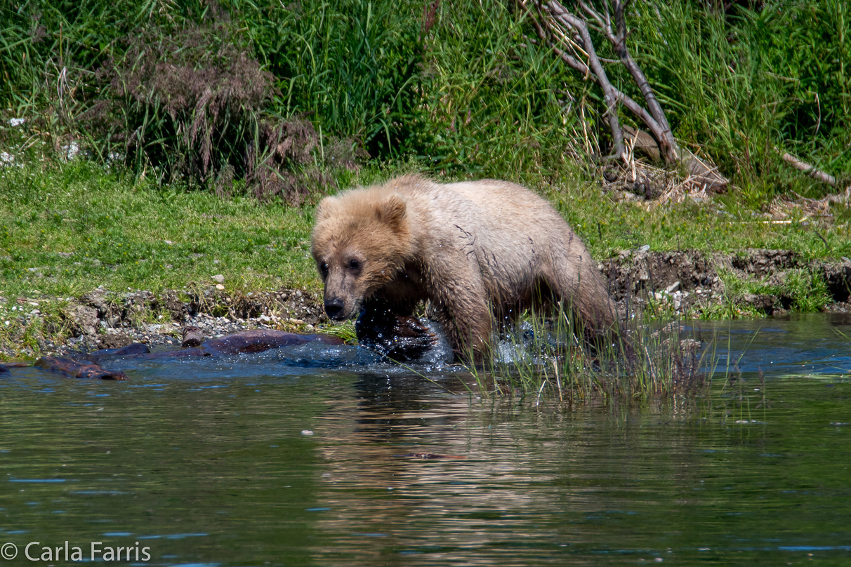 273's cub (aka Velcro)