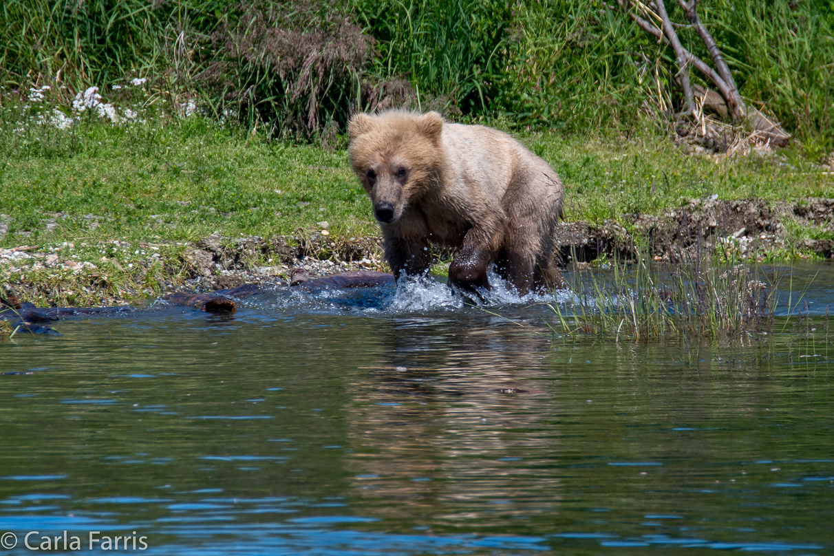 273's cub (aka Velcro)