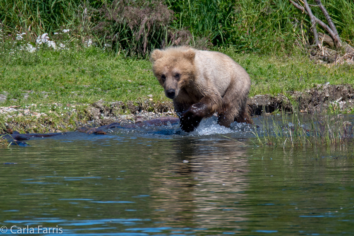 273's cub (aka Velcro)