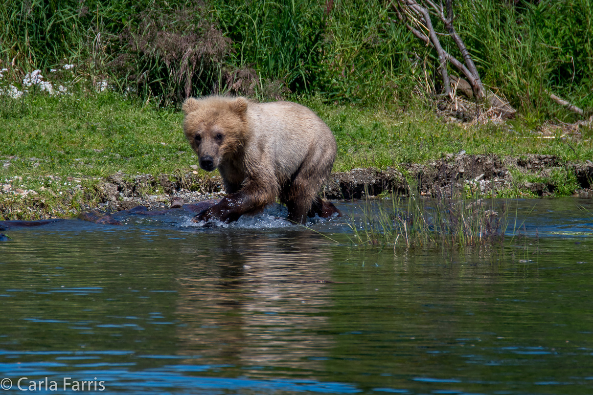 273's cub (aka Velcro)