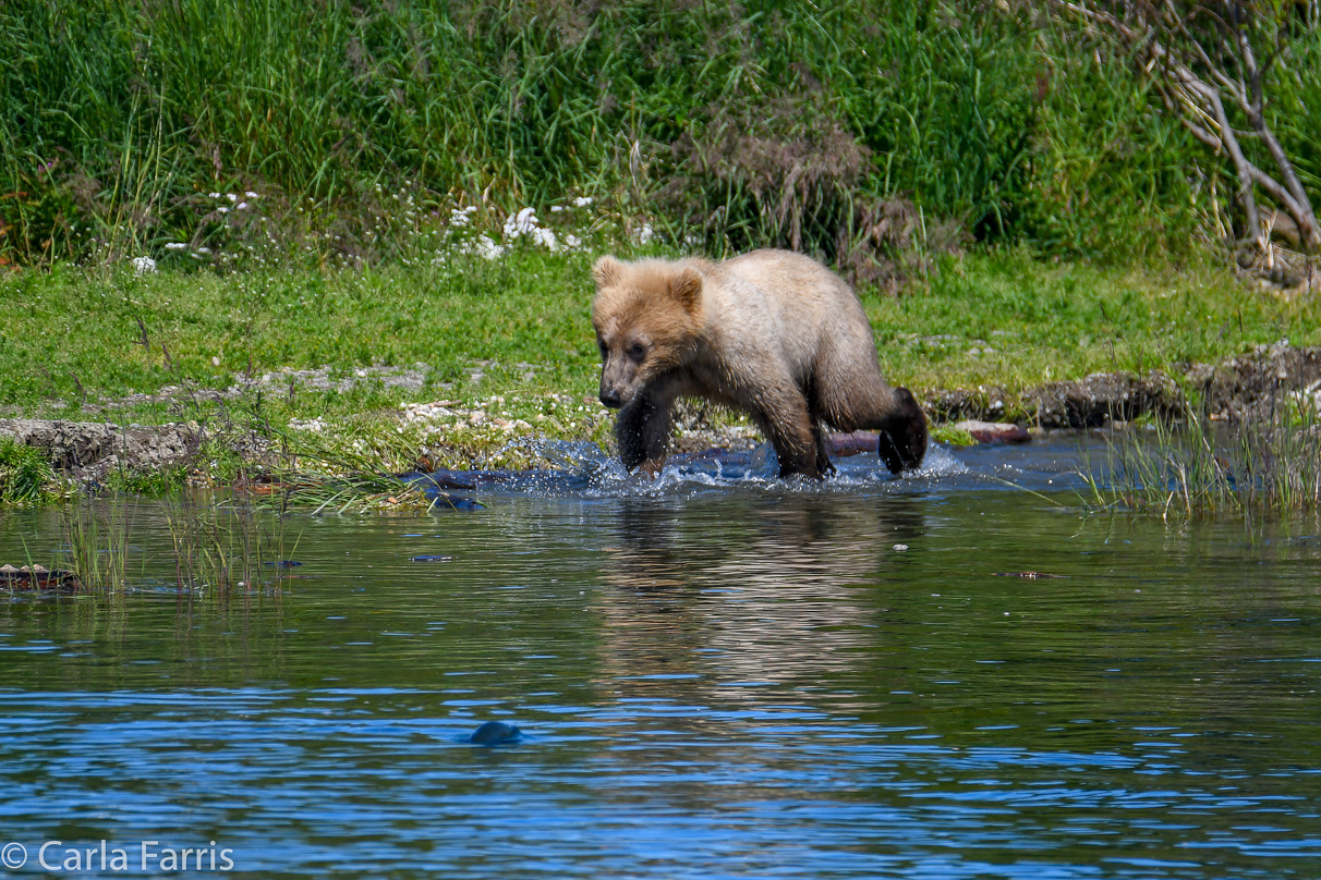 273's cub (aka Velcro)