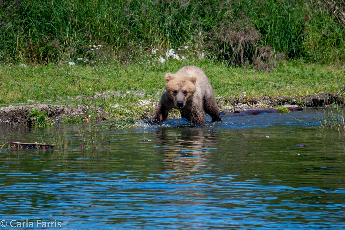 273's cub (aka Velcro)