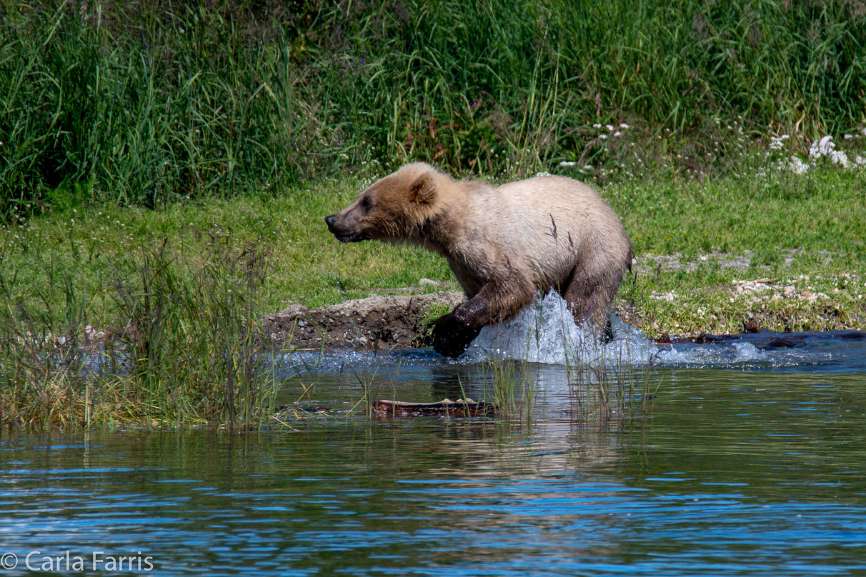 273's cub (aka Velcro)