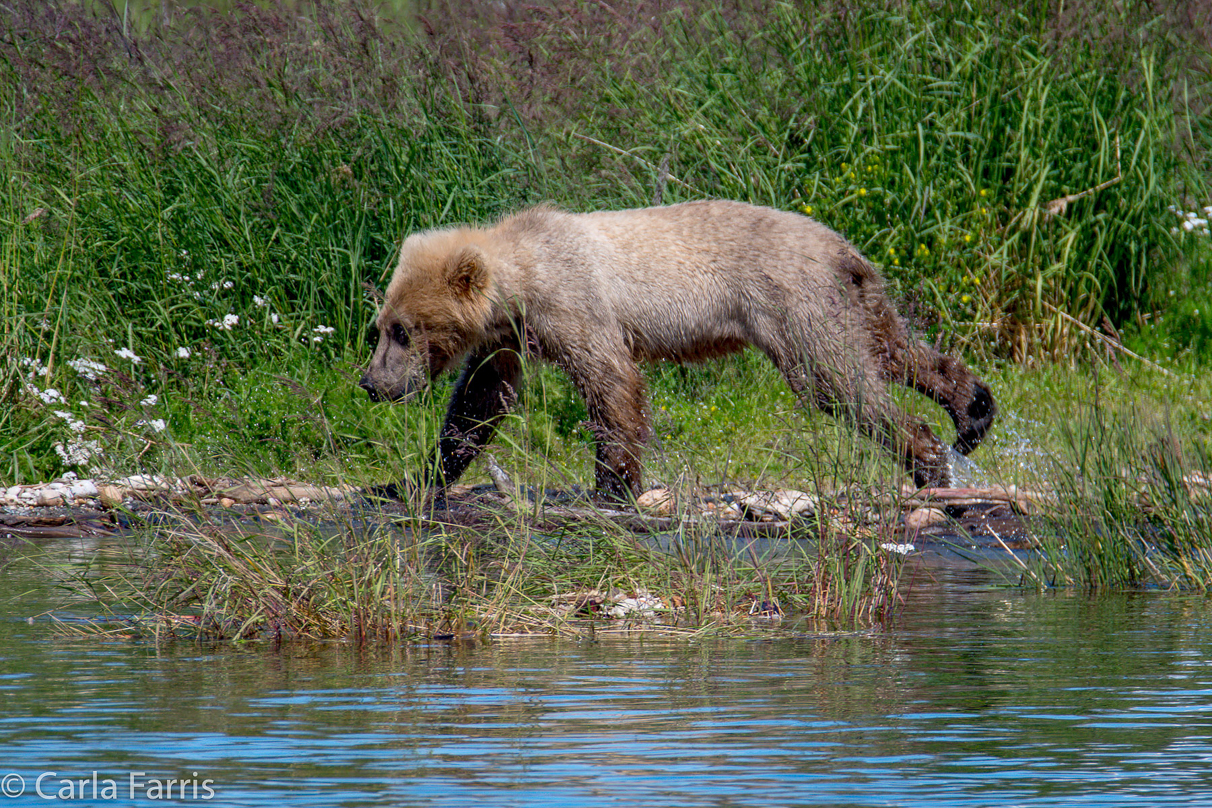 273's cub (aka Velcro)