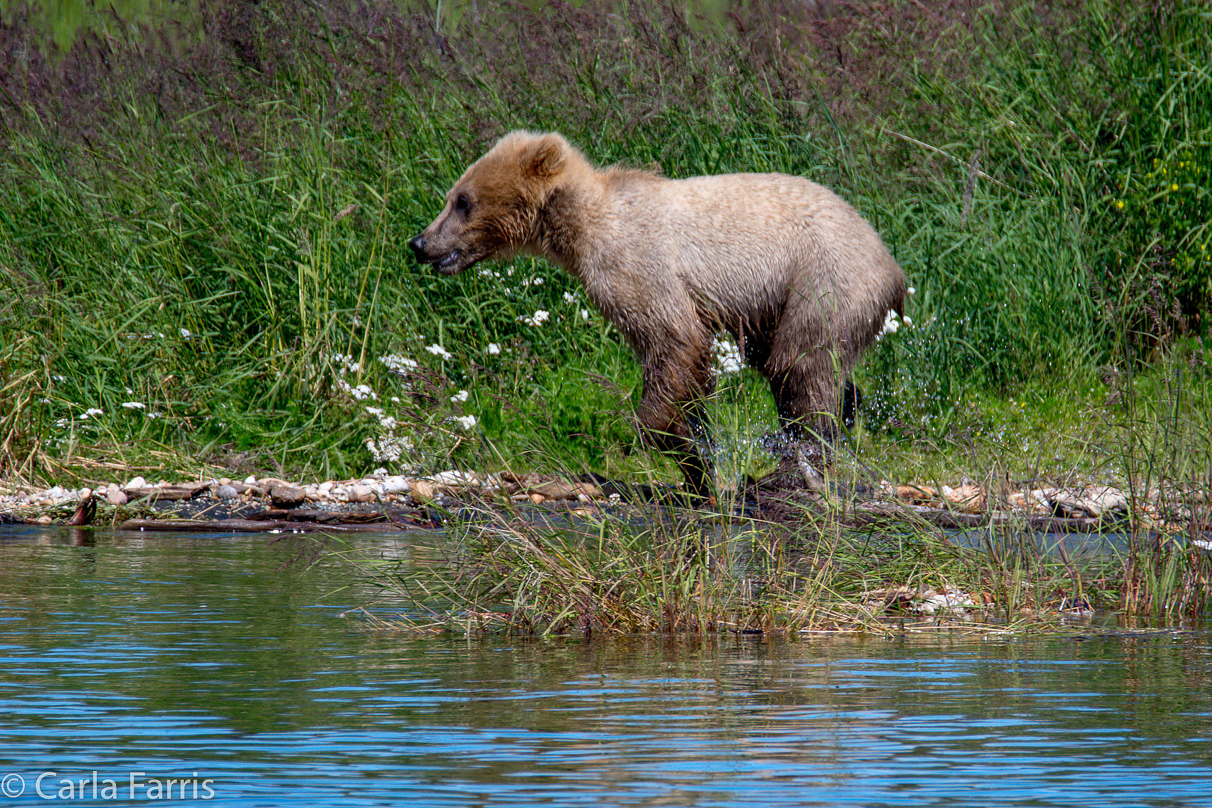 273's cub (aka Velcro)