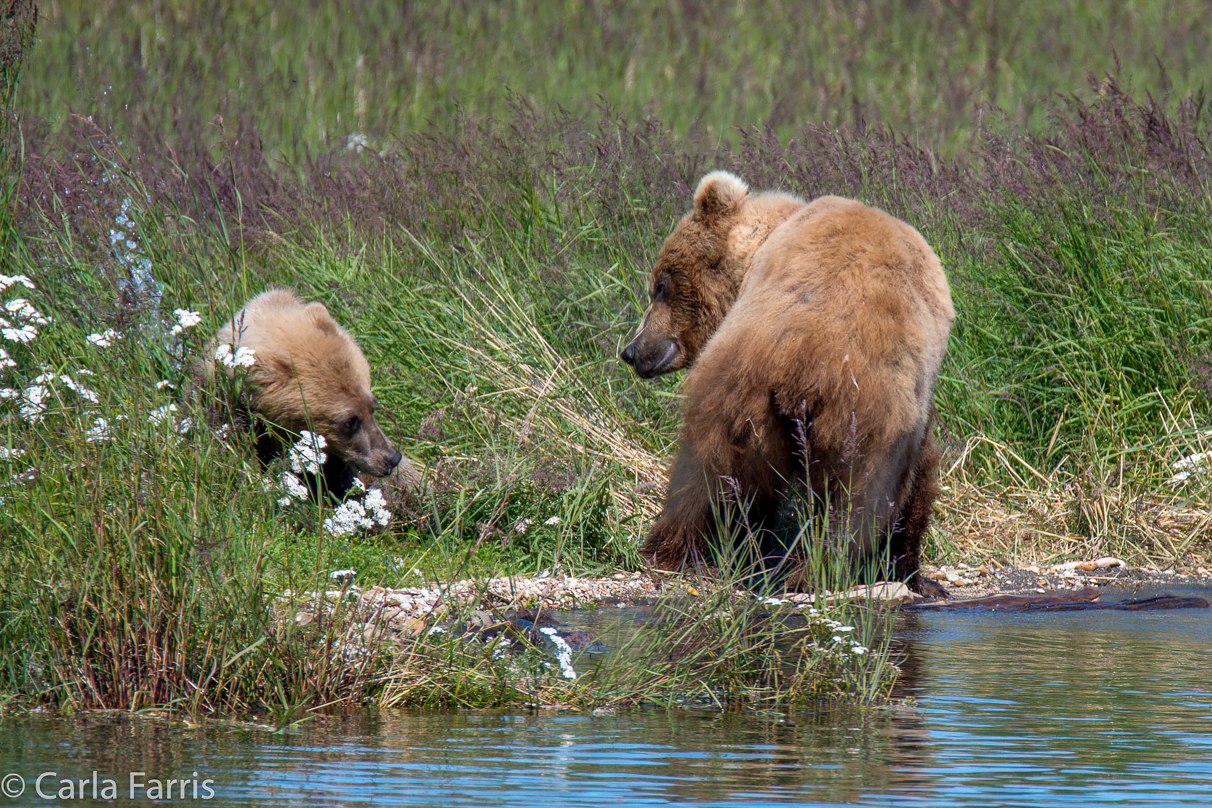 273 & The Cub (aka Velcro)