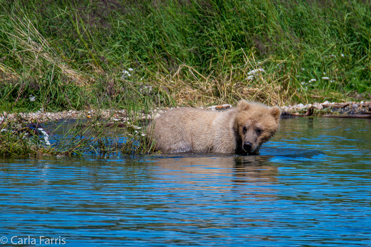 273's cub (aka Velcro)