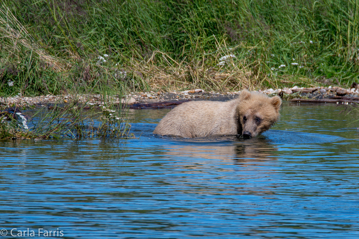 273's cub (aka Velcro)