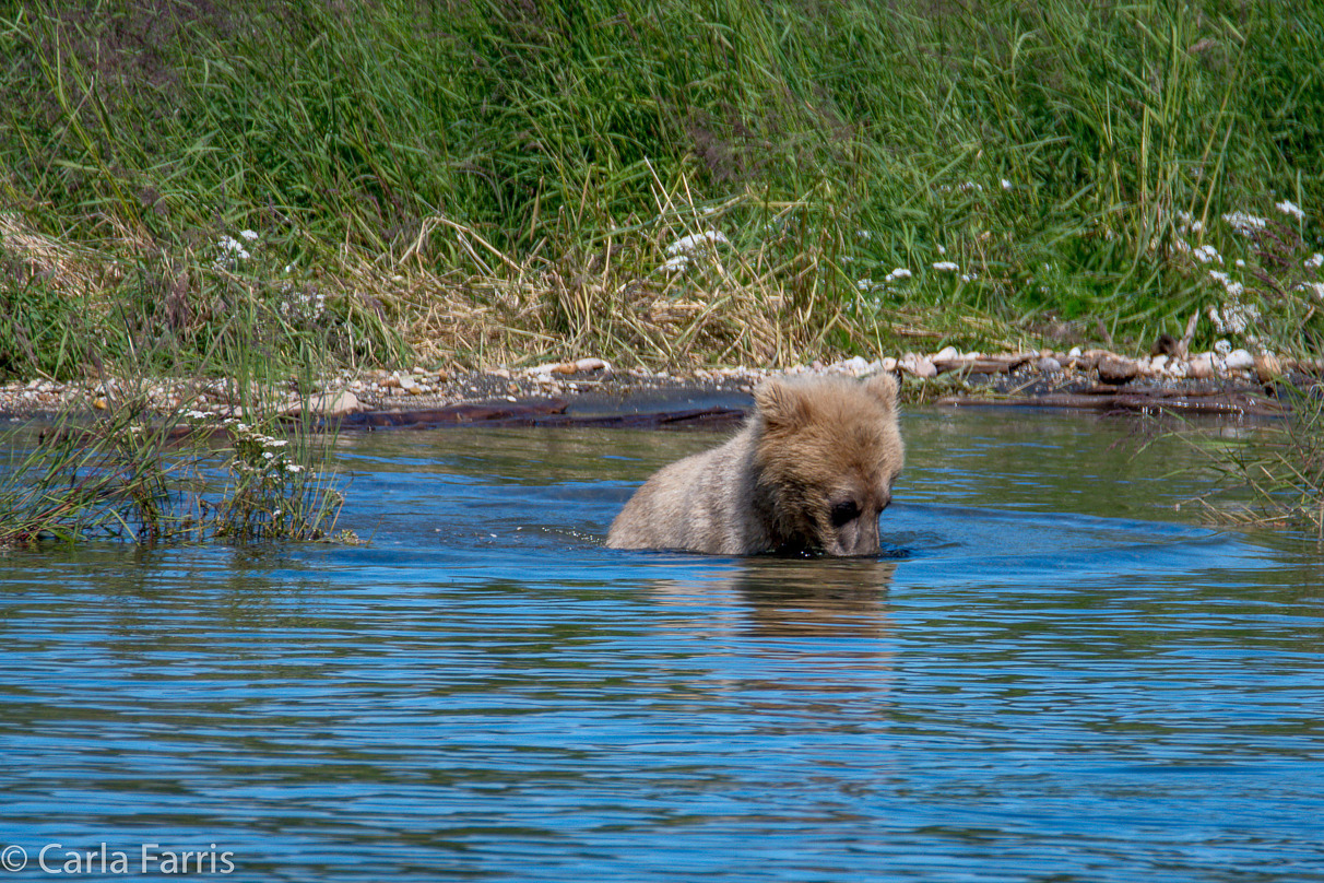 273's cub (aka Velcro)