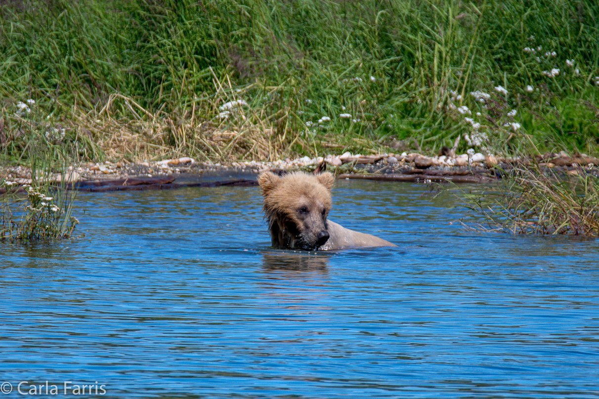 273's cub (aka Velcro)