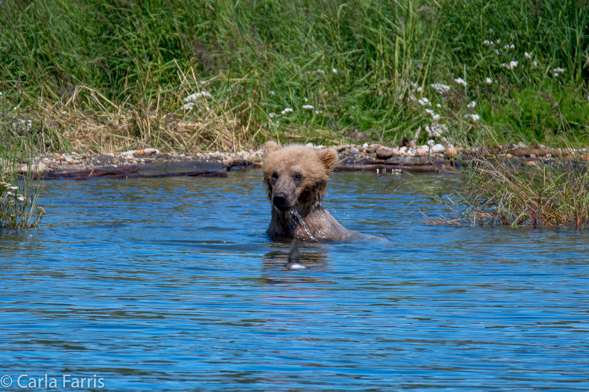 273's cub (aka Velcro)