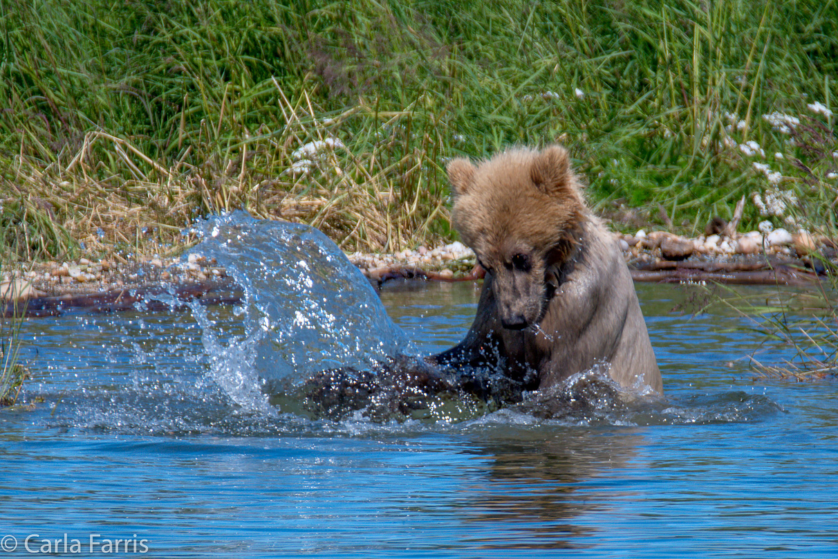 273's cub (aka Velcro)