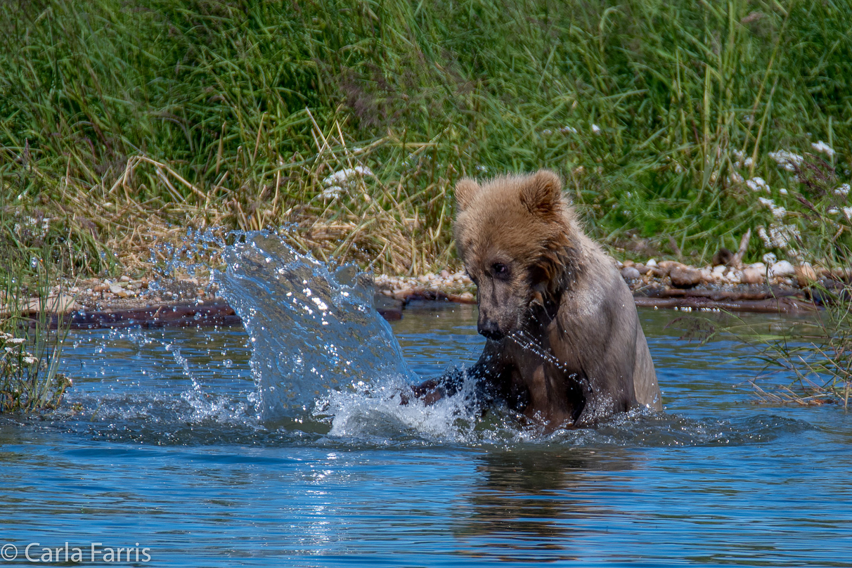 273's cub (aka Velcro)