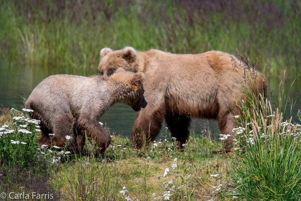 273 & The Cub (aka Velcro)