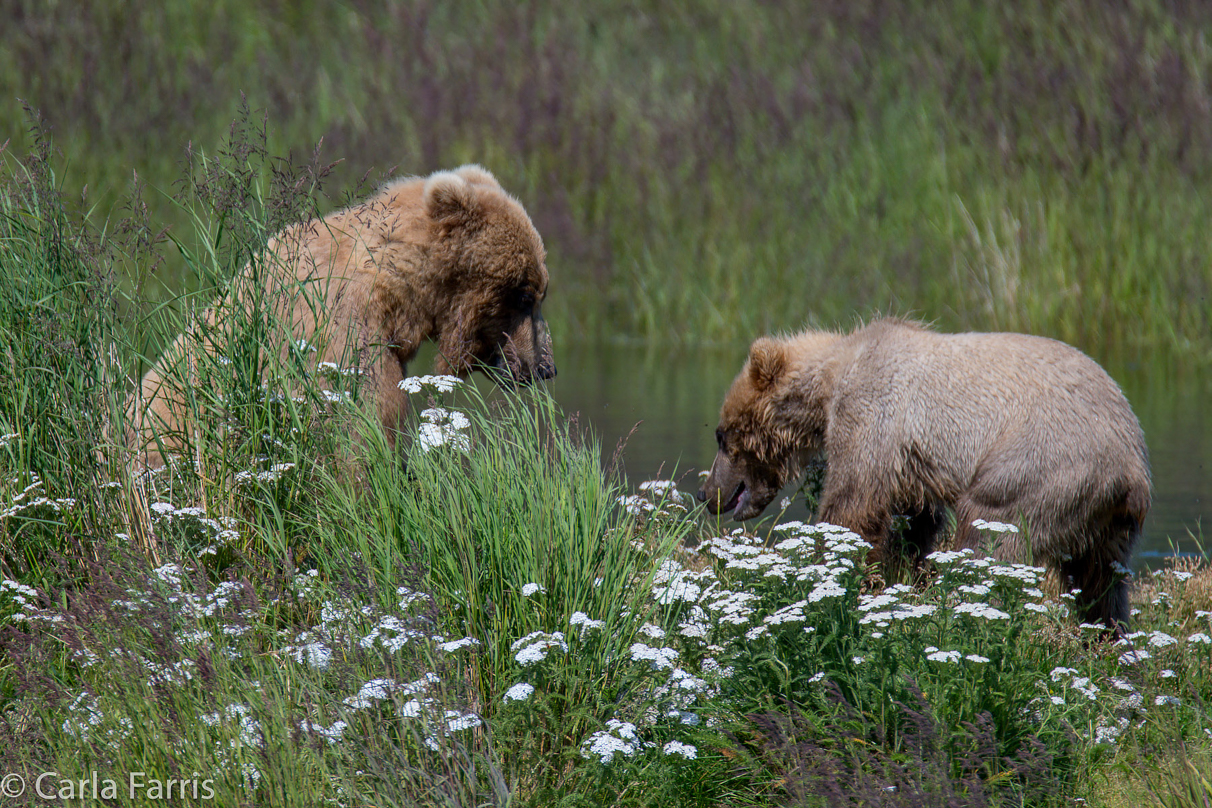 273 & The Cub (aka Velcro)