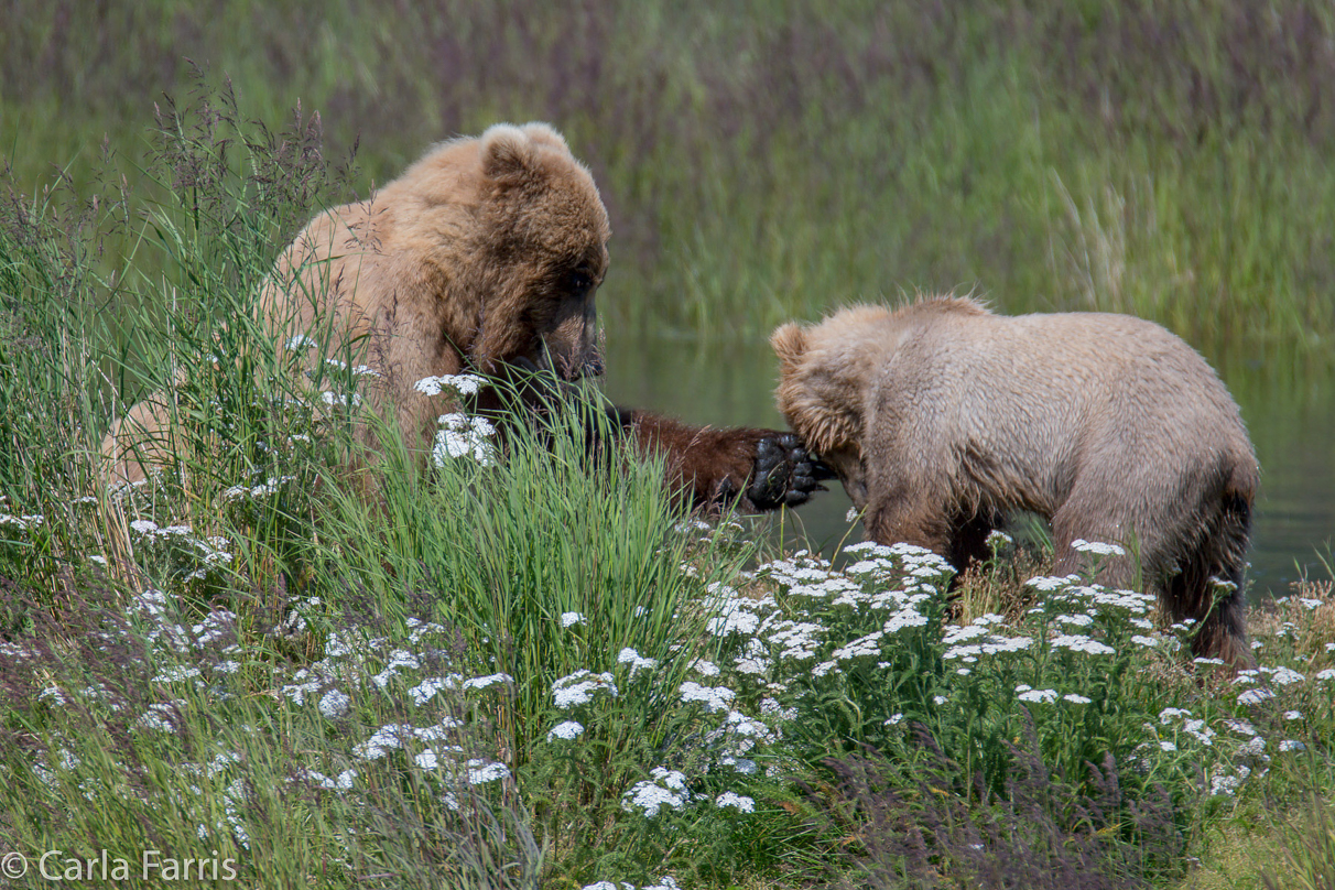 273 & The Cub (aka Velcro)