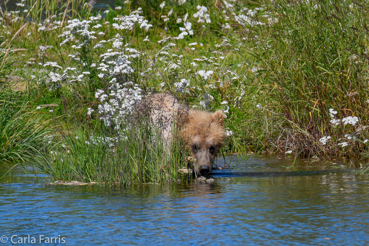 273 & The Cub (aka Velcro)