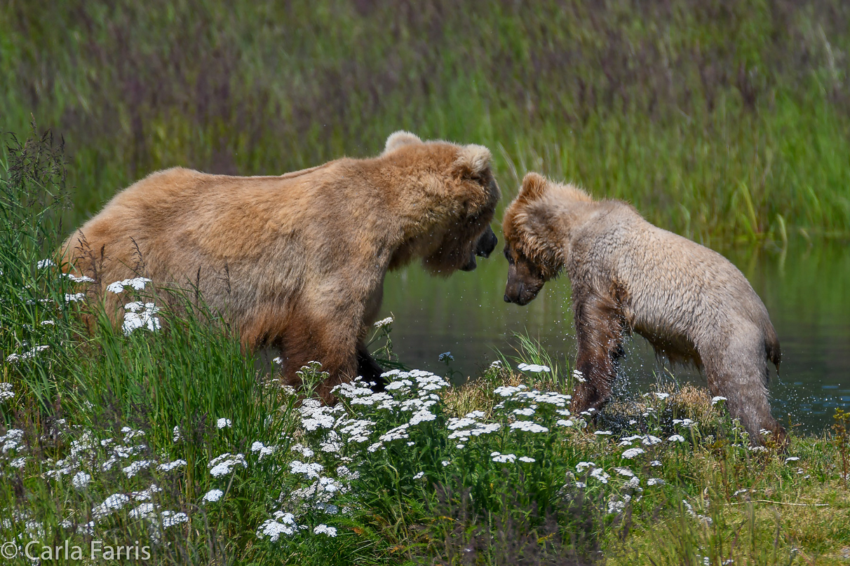 273 & The Cub (aka Velcro)