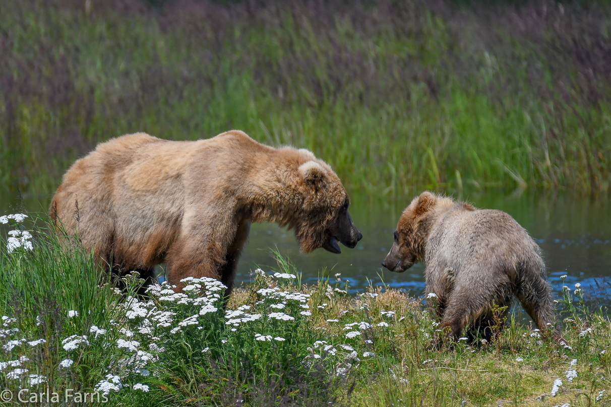 273 & The Cub (aka Velcro)