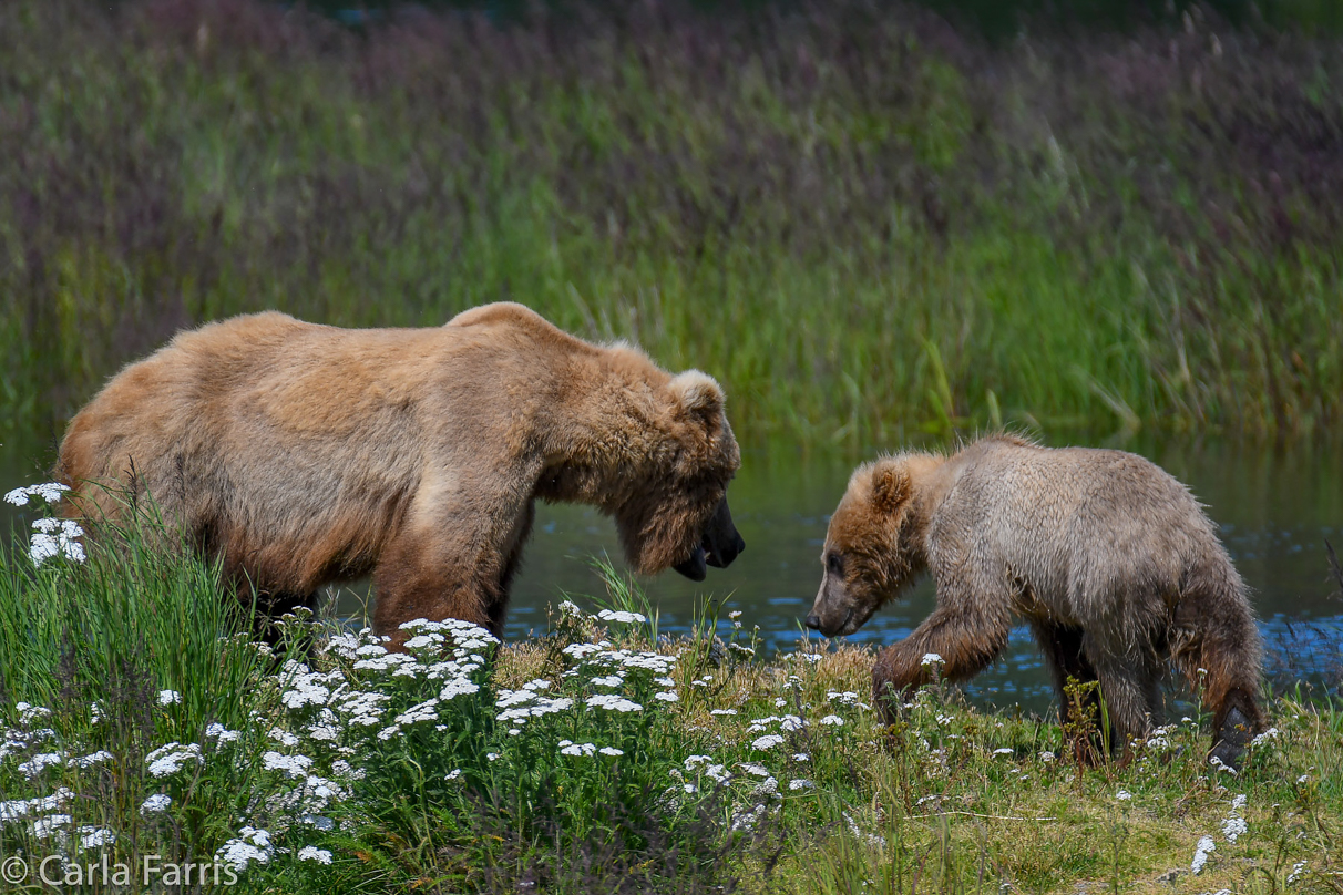 273 & The Cub (aka Velcro)