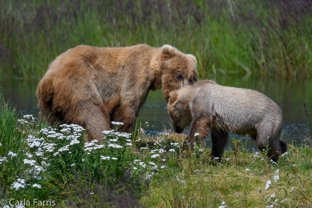 273 & The Cub (aka Velcro)