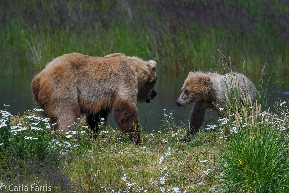 273 & The Cub (aka Velcro)