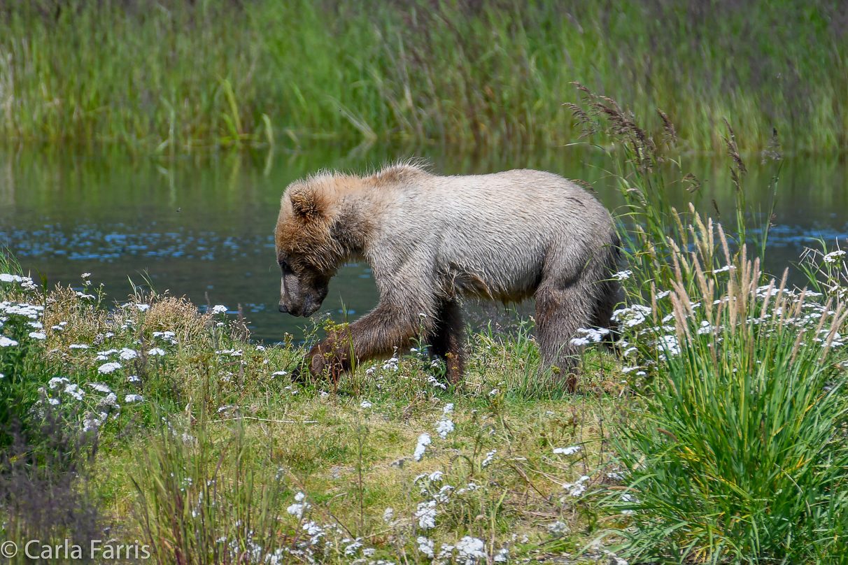 273's cub (aka Velcro)