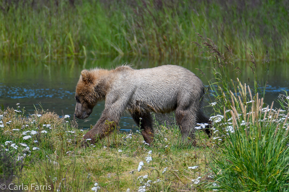 273's cub (aka Velcro)