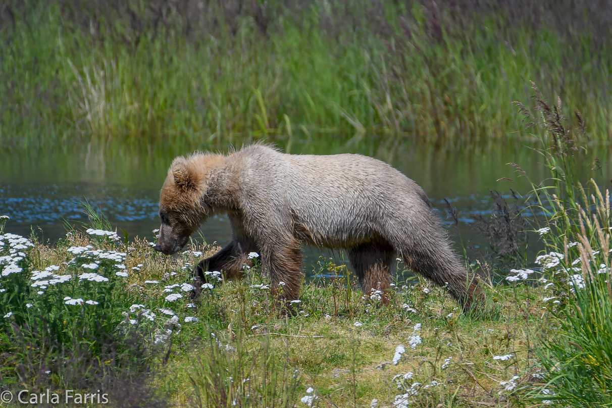 273's cub (aka Velcro)