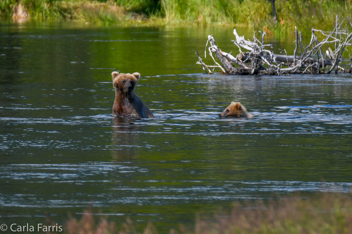 273 & The Cub (aka Velcro)