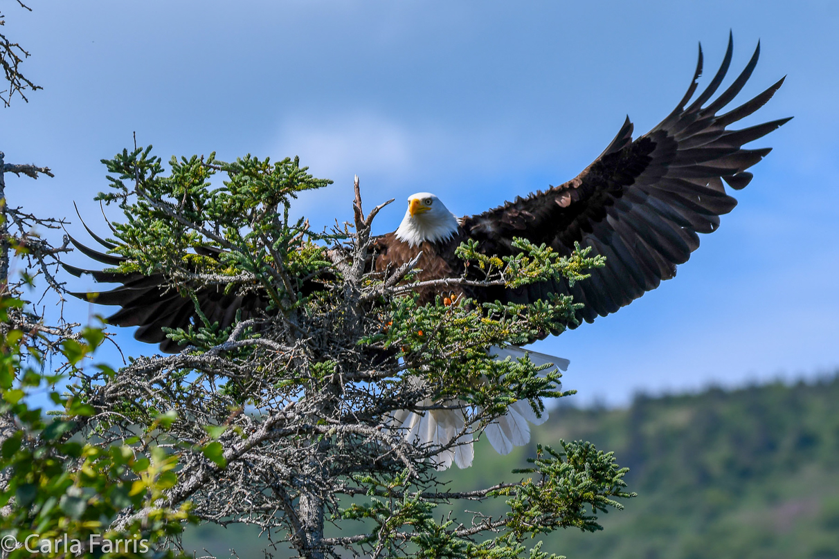 Bald Eagle