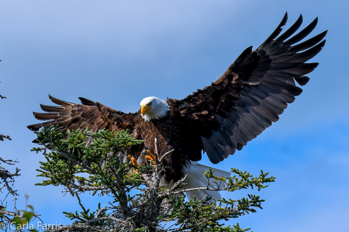 Bald Eagle