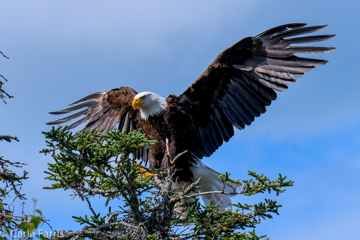 Bald Eagle