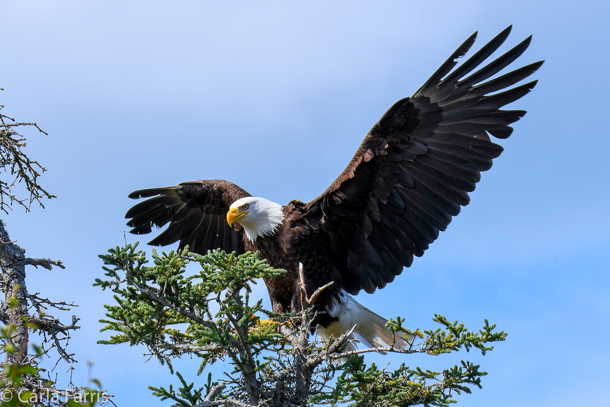 Bald Eagle