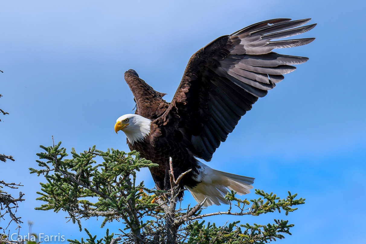 Bald Eagle