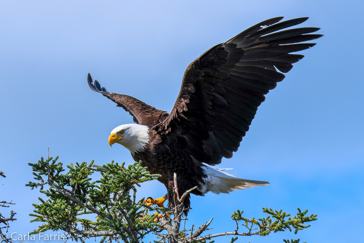 Bald Eagle