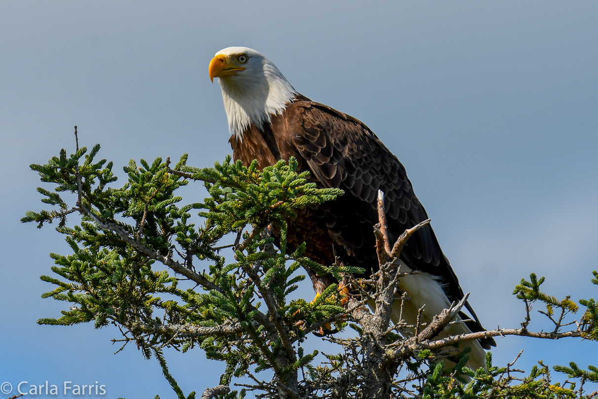 Bald Eagle