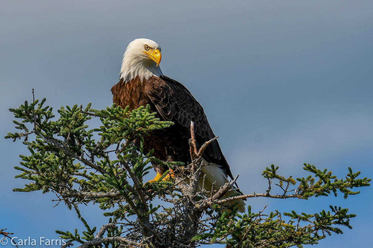 Bald Eagle