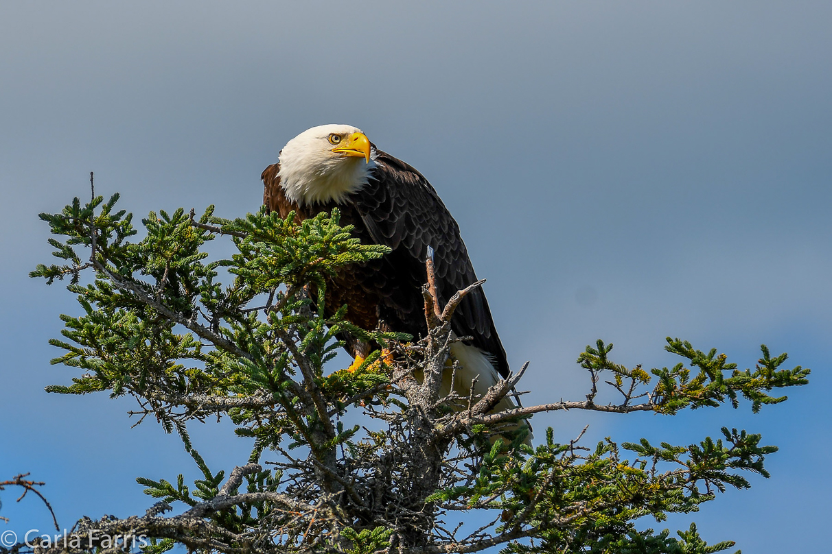 Bald Eagle