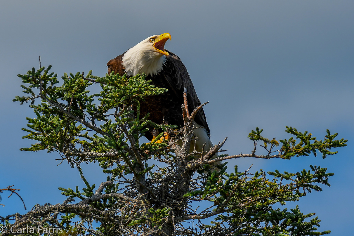 Bald Eagle