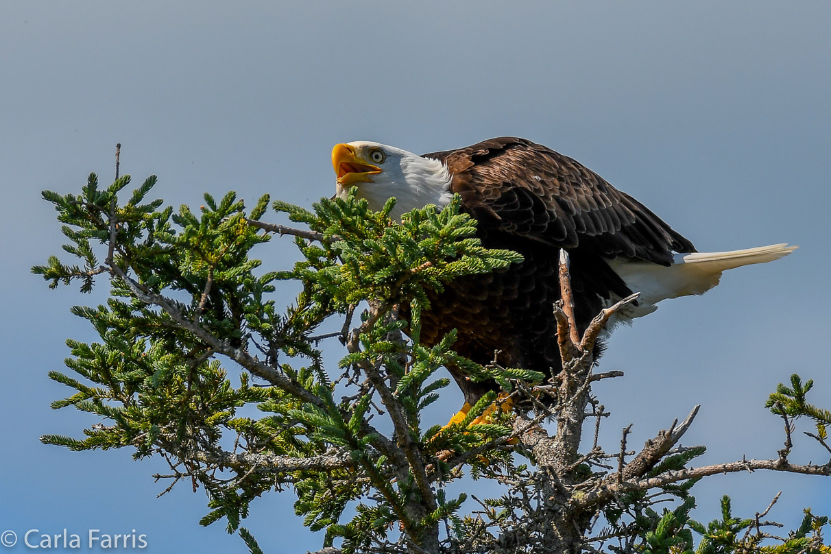 Bald Eagle